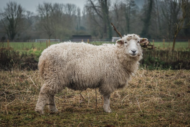 Ein Merinoschaf auf einer Weide